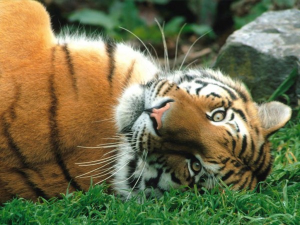 тигр в траве отдыхает
