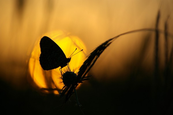 Бабочка на листе травы, закат, солнечный диск